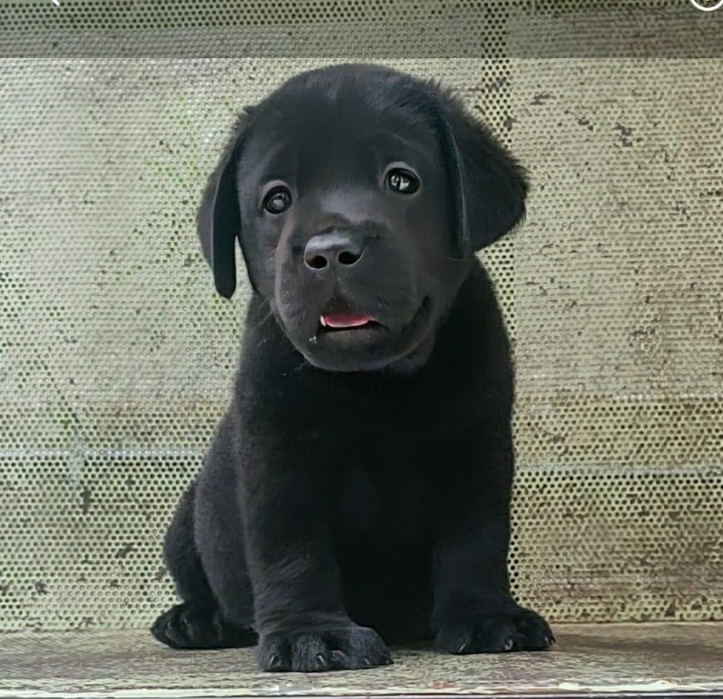 Order Female Labrador Retriever Puppy from Goa